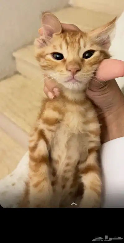 قطط صغيره للتبني 5