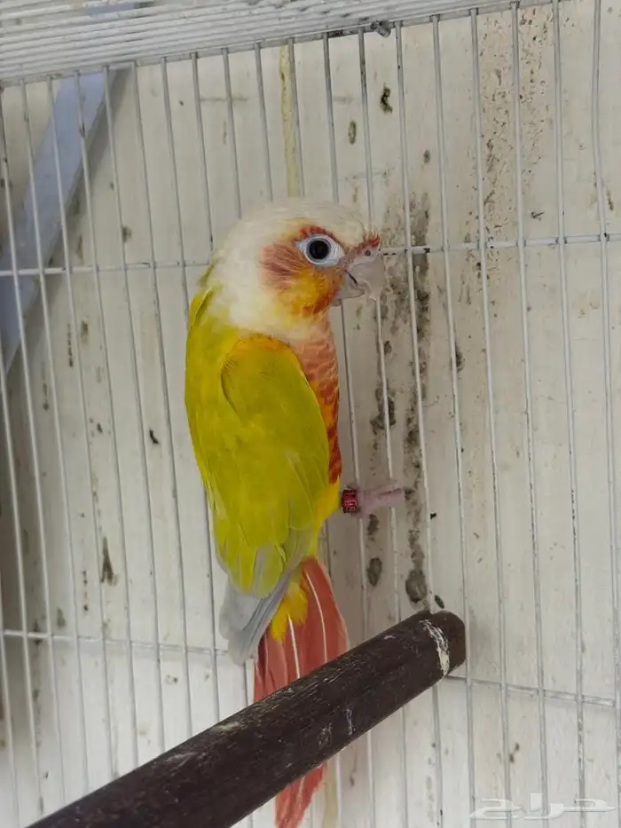 ذكر منتج صن شك رد فاكتور 0