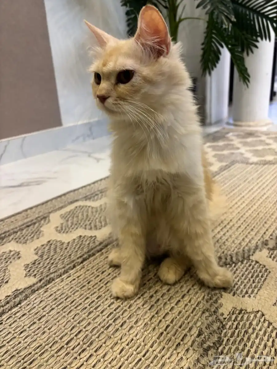 قطط 0
