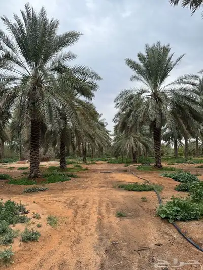 للبيع مزرعة القصيم ( المليدا الشمالية ) وغيرها الكثير 8