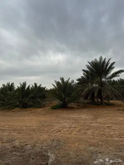 للبيع مزرعة القصيم ( المليدا الشمالية ) وغيرها الكثير 1
