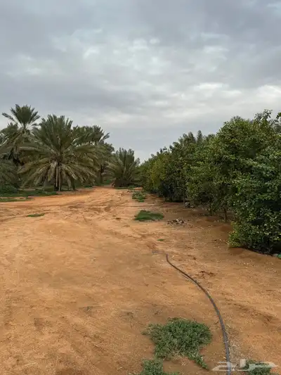 للبيع مزرعة القصيم ( المليدا الشمالية ) وغيرها الكثير 13