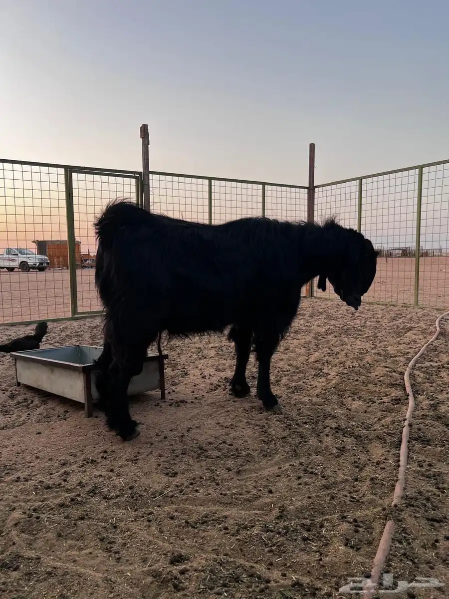 فحل للبيع 3