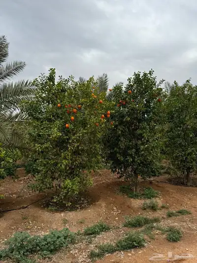 للبيع مزرعة القصيم ( المليدا الشمالية ) وغيرها الكثير 11