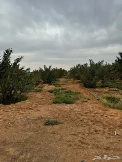 للبيع مزرعة القصيم ( المليدا الشمالية ) وغيرها الكثير 4