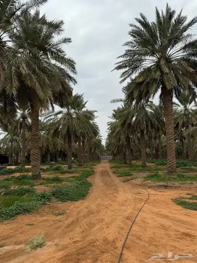 للبيع مزرعة القصيم ( المليدا الشمالية ) وغيرها الكثير 14