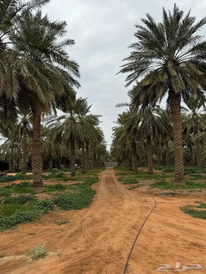 للبيع مزرعة القصيم ( المليدا الشمالية ) وغيرها الكثير 14