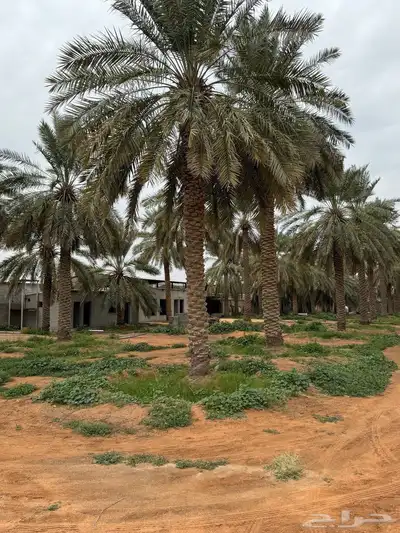 للبيع مزرعة القصيم ( المليدا الشمالية ) وغيرها الكثير 7