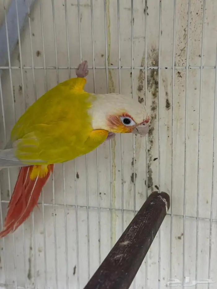 ذكر منتج صن شك رد فاكتور 2