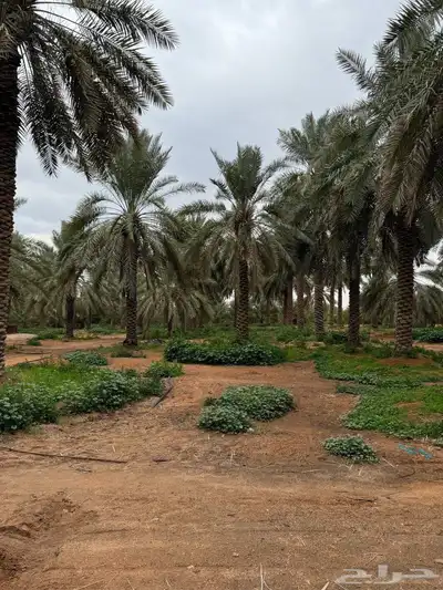 للبيع مزرعة القصيم ( المليدا الشمالية ) وغيرها الكثير 10