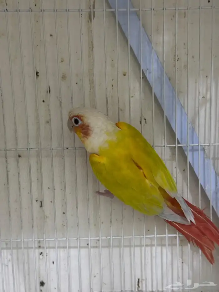 ذكر منتج صن شك رد فاكتور 1