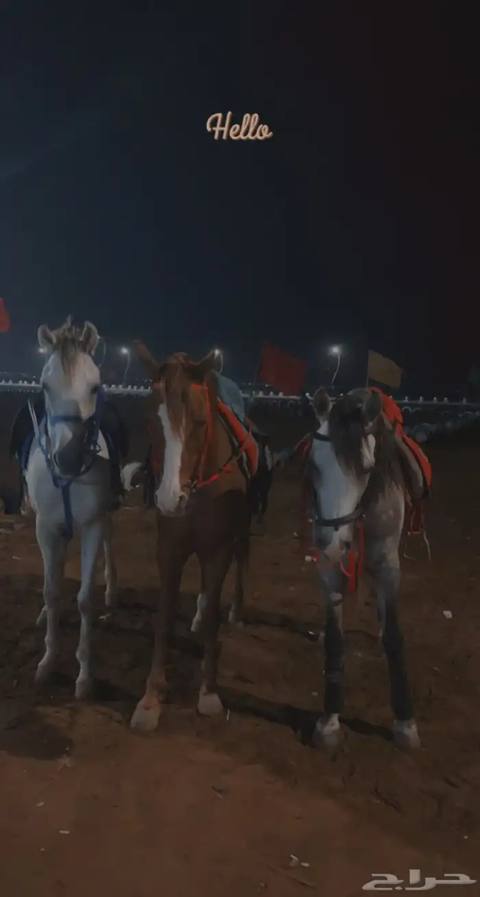 خيول للايجار باليوم وساعه وفيه توصيل استراحت 2