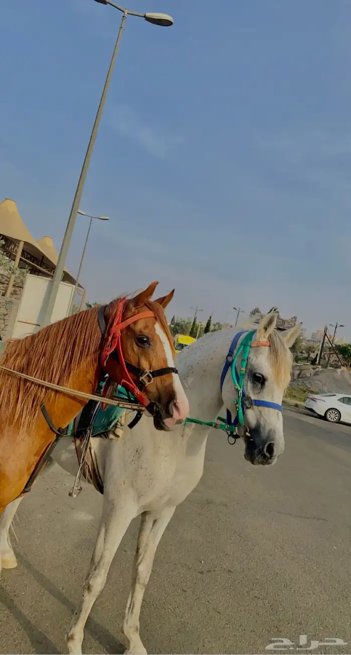 خيول للايجار باليوم وساعه وفيه توصيل استراحت 0