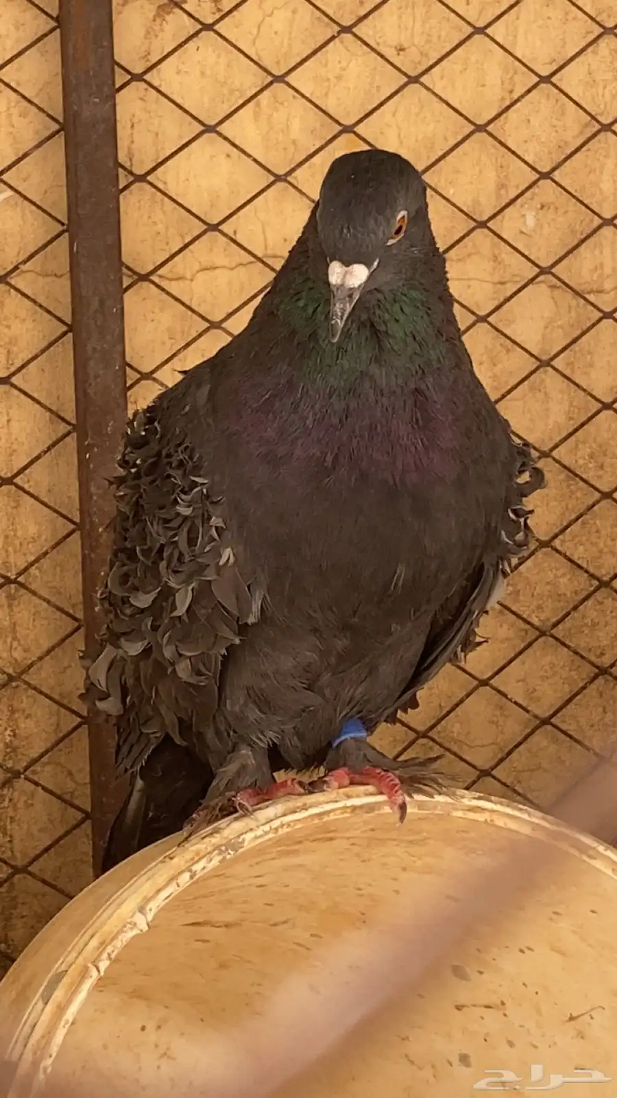 حمام للبيع 0