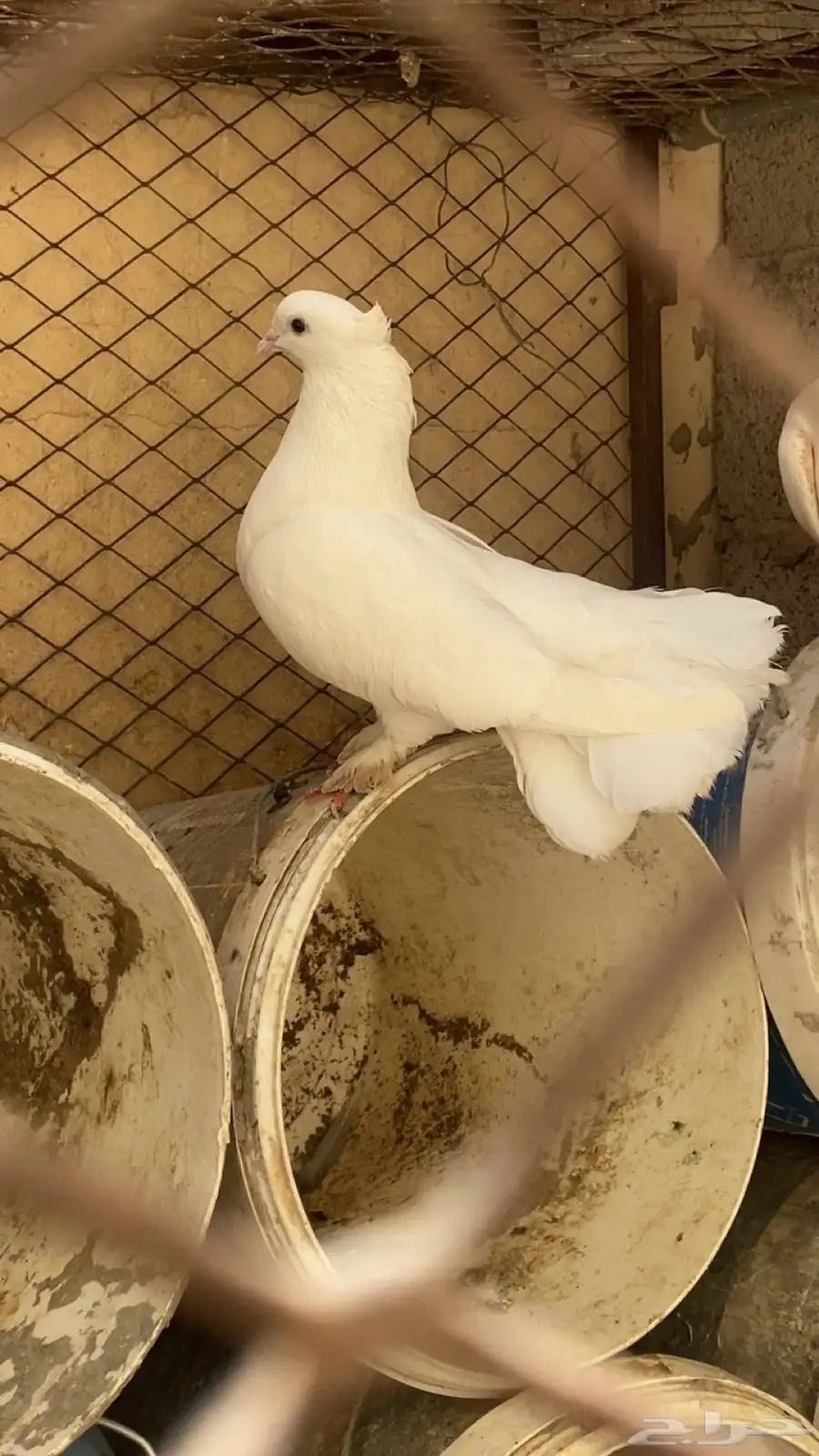 حمام للبيع 2