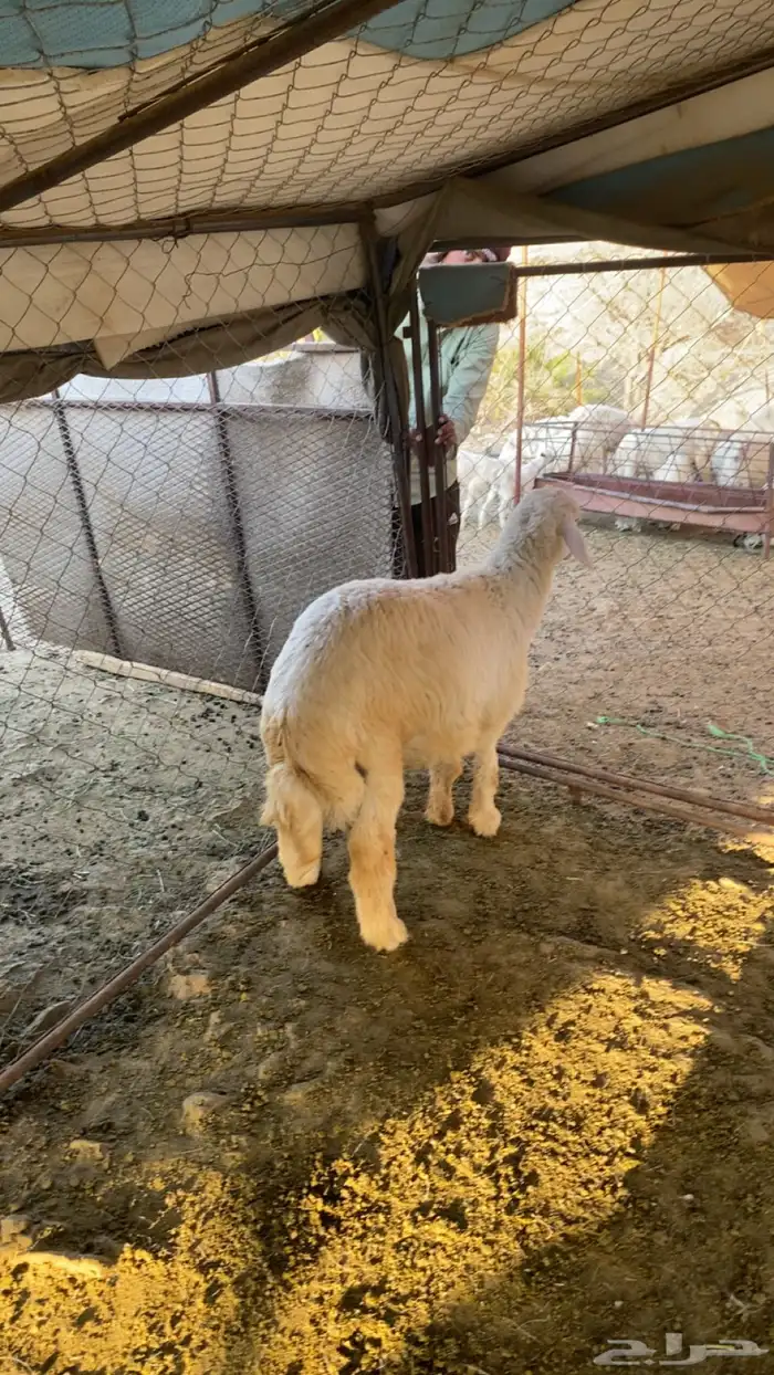 يتوفر لدينا ذبائح حسب الطلب 3