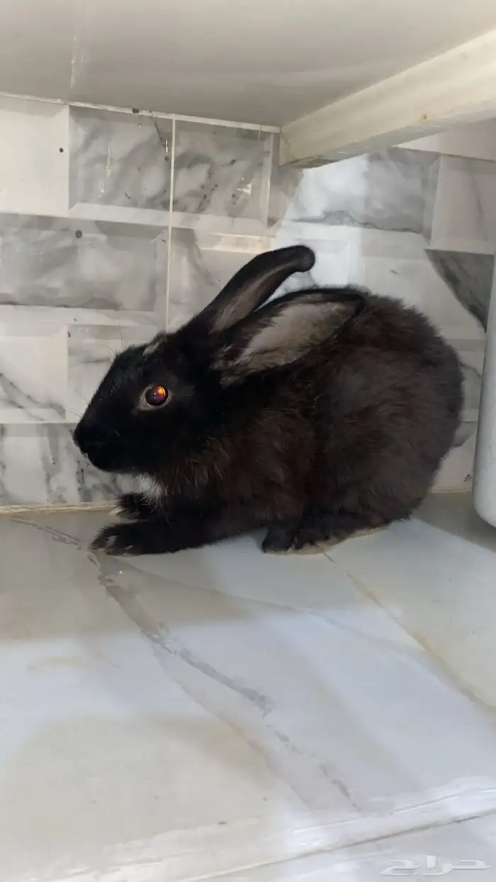 للبيع ارنب اسود تربيه 0
