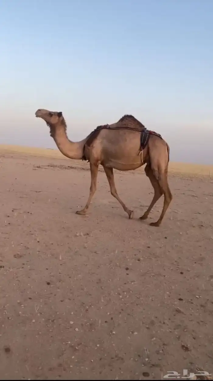 عرض عرض خلفه من سلالت. شاهين بقي علومه عند راعيها التوصل 0