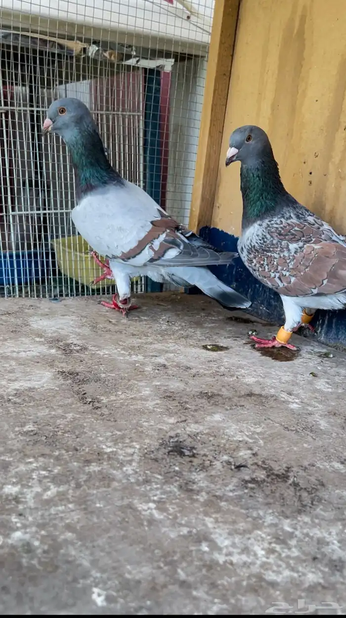 حمام شامي 1