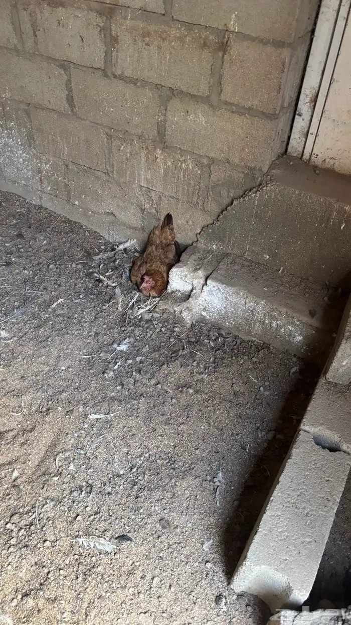 دجاج بلدي 2