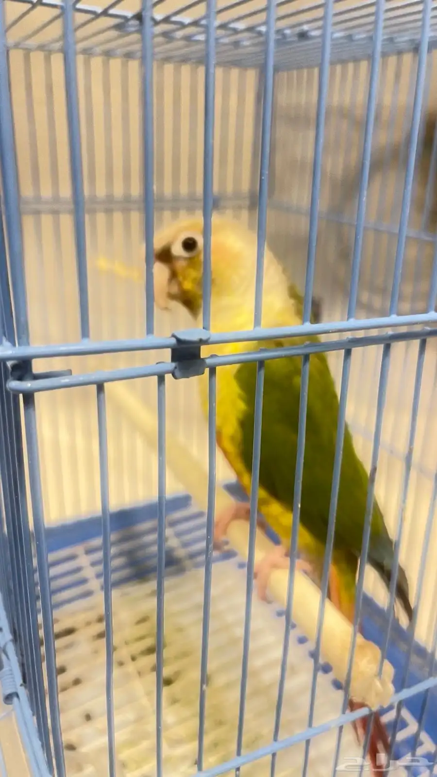 للبيع طير كنيور 2