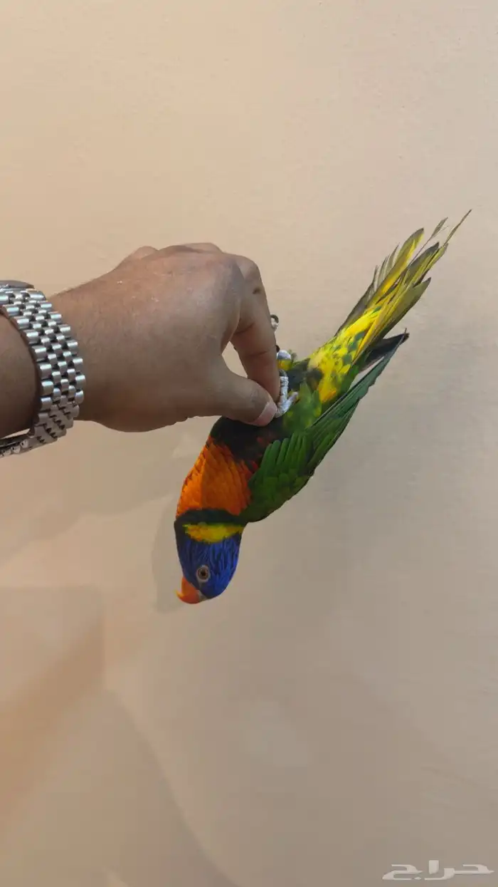لوري اليف ومتكلم .تم البيع 0