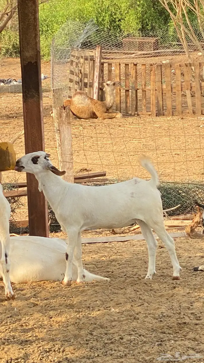 ثنتين جفار 4