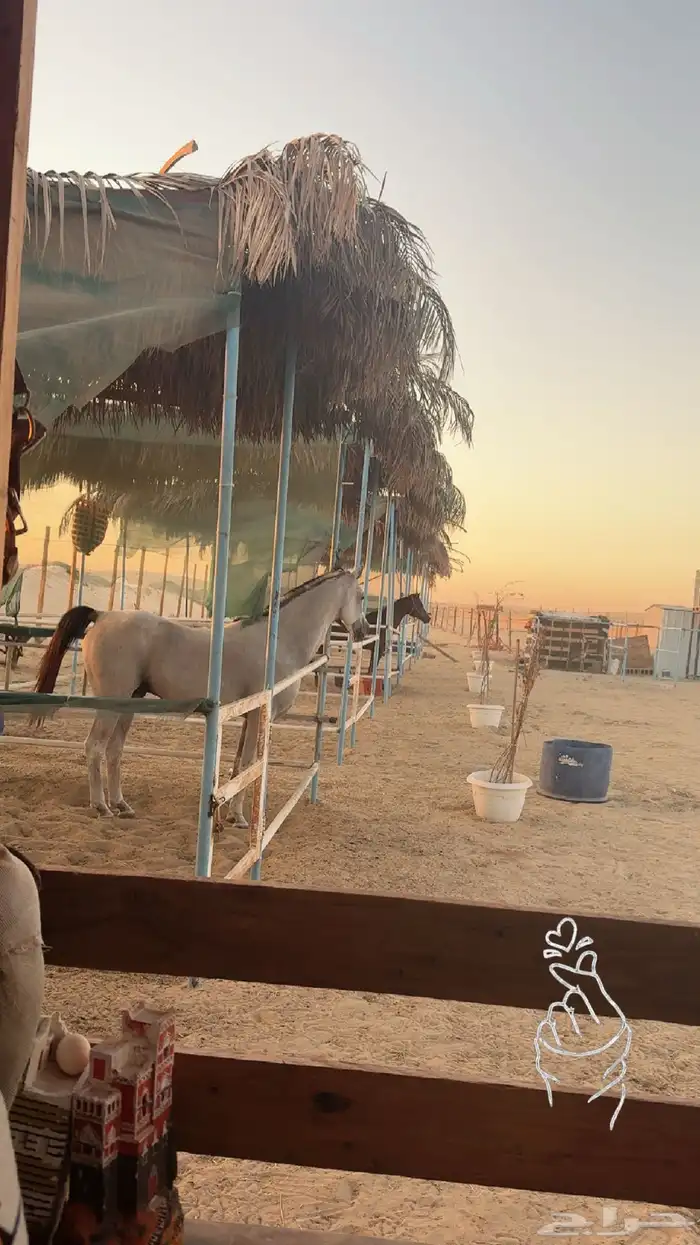 غرف إيواء للخيل 3