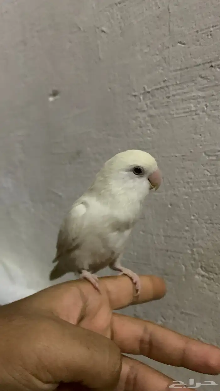 لبيع روز انثي البينو ( تم البيع ) 1