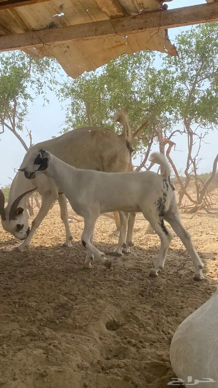 ثنتين جفار 7