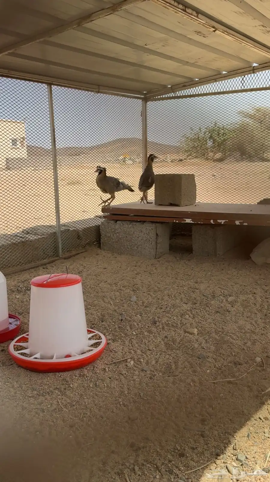 زوج قهبي بري 2