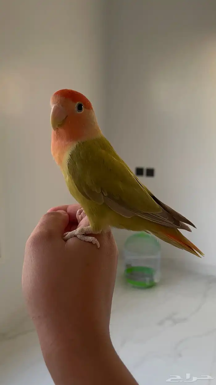 طير هدد دخلي وخارجي 1