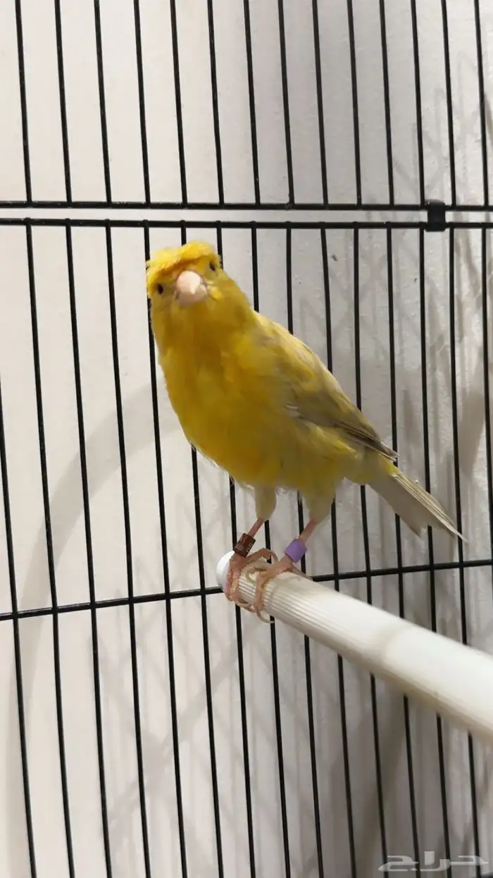 كناري مغرد نار 0