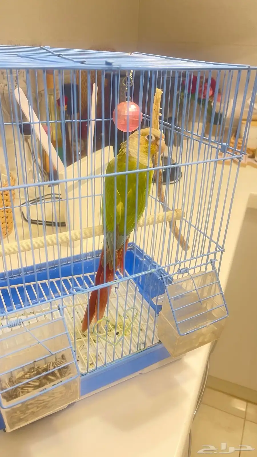 للبيع طير كنيور 0
