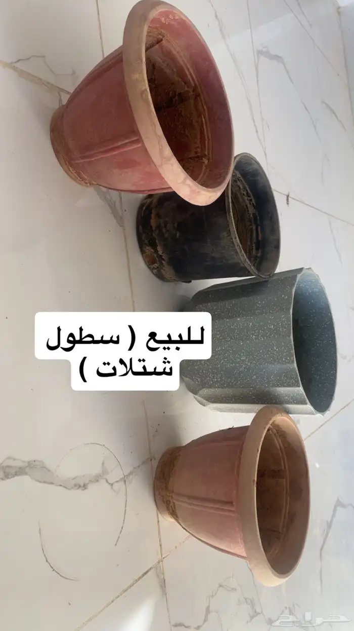 سطول شتلات للبيع على السوم 0