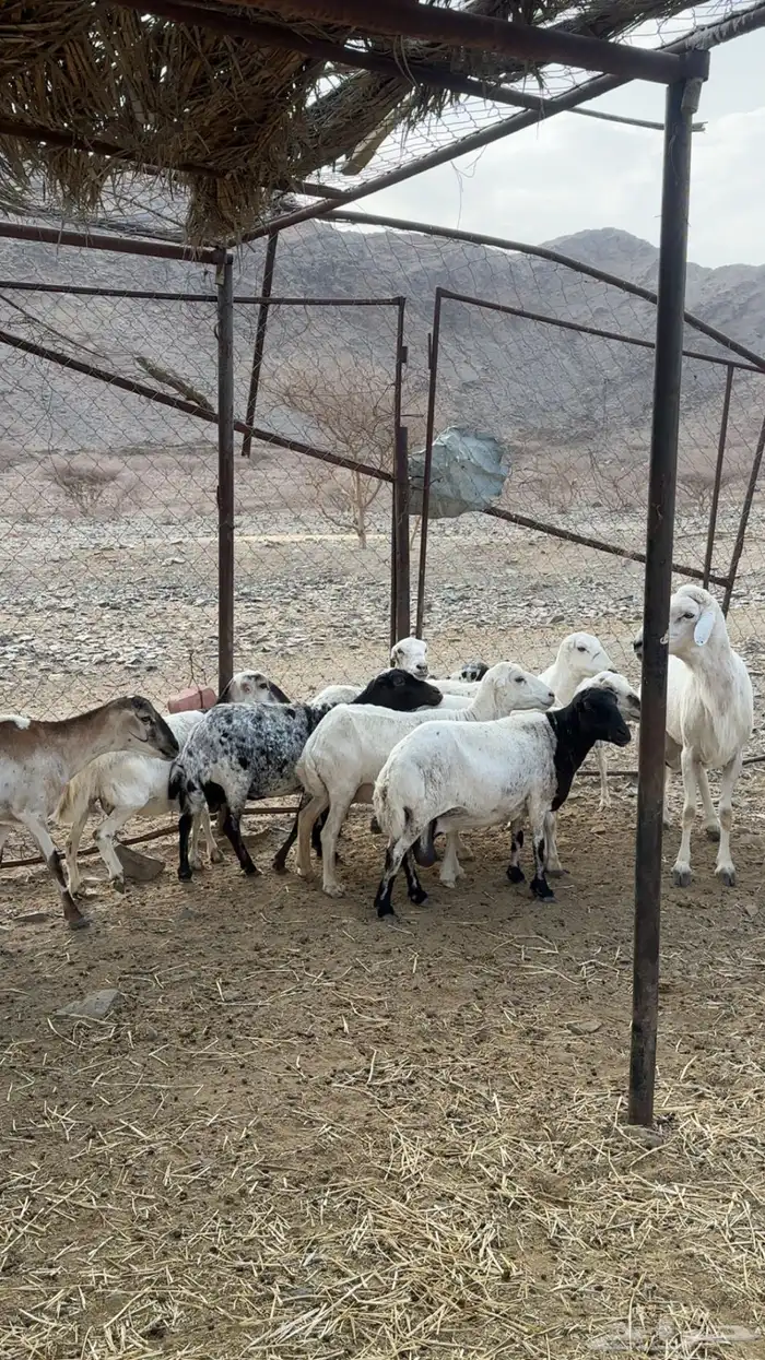 غنم ضان صمع 1