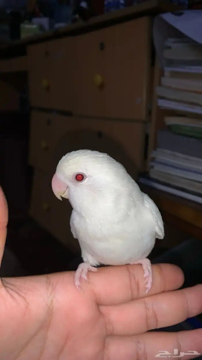 لبيع روز انثي البينو ( تم البيع ) 0