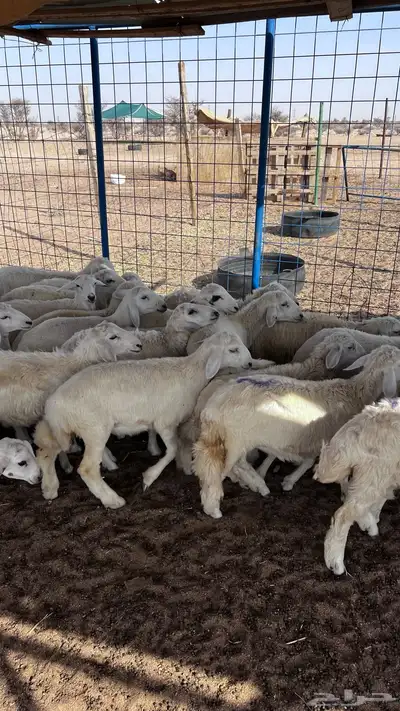 طليان ورخال تربيه مشروطه من العذاريب 1