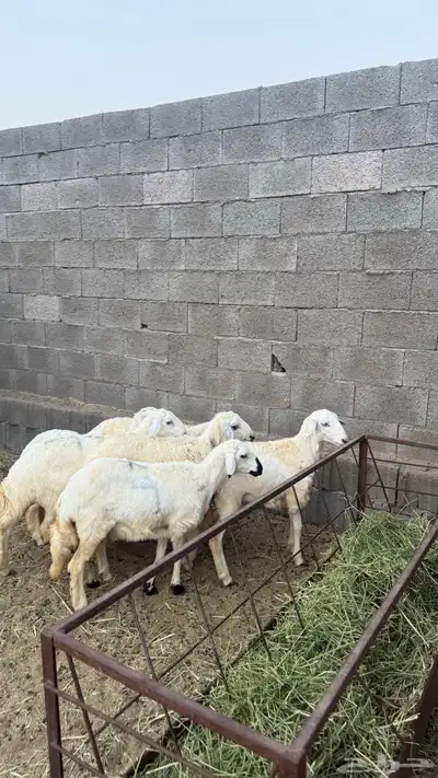 خرفان ورخال العدد 7 جمله وتفريد 0
