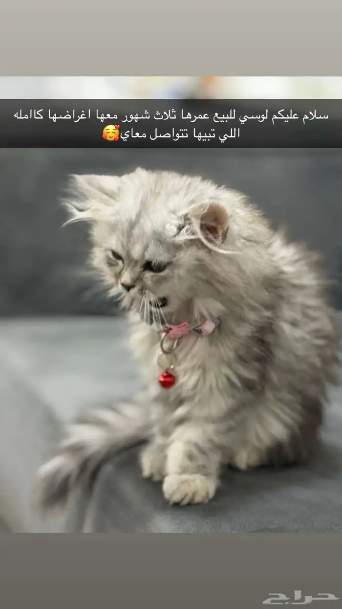 قطوة شيرازيه عمرها 3 شهور 0