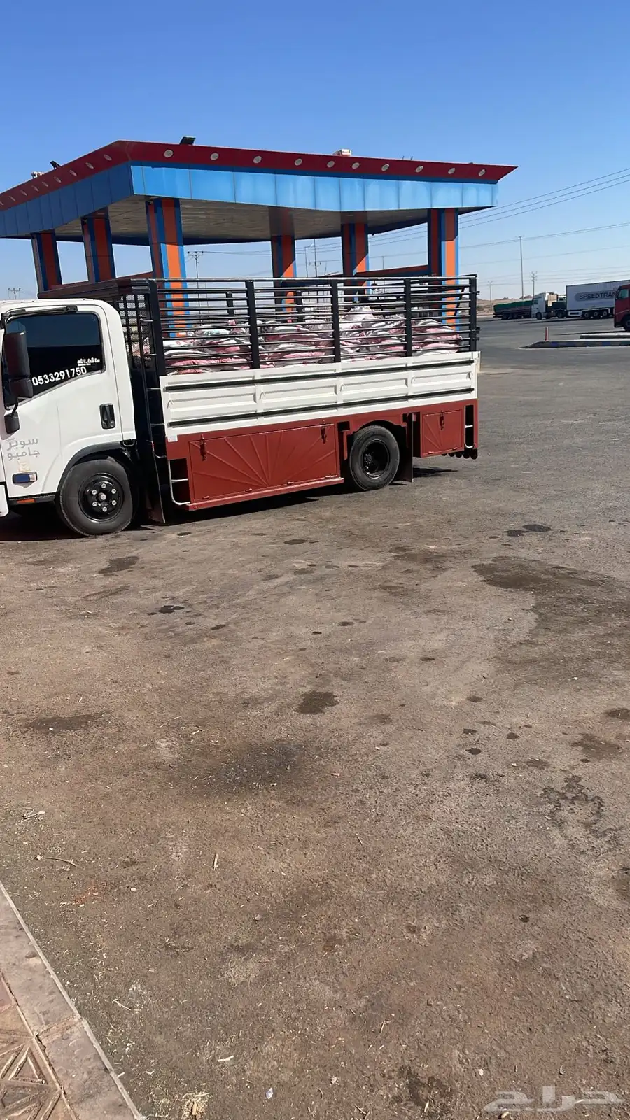 دينا دينه داخل وخارج المدينه تبوك سكاكا عرعر الدمام الوجه ح 1