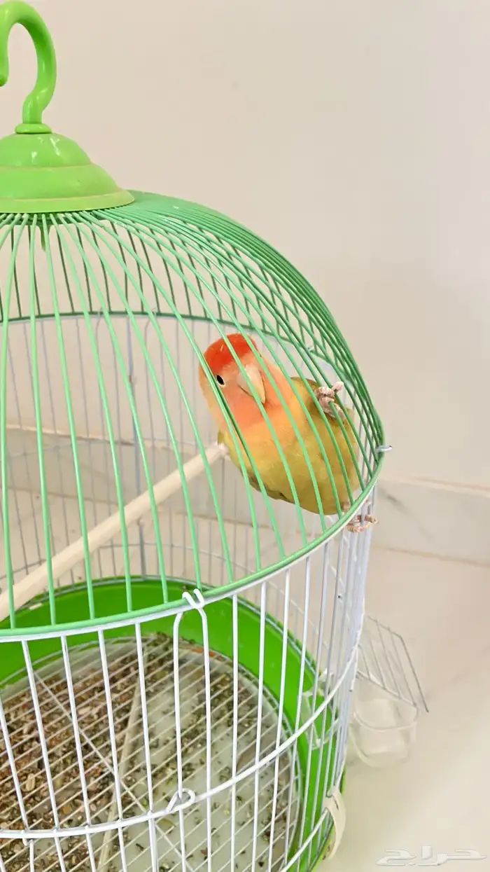 طير هدد دخلي وخارجي 0