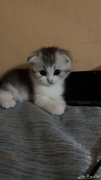 قطط اسكوتش فولد 0
