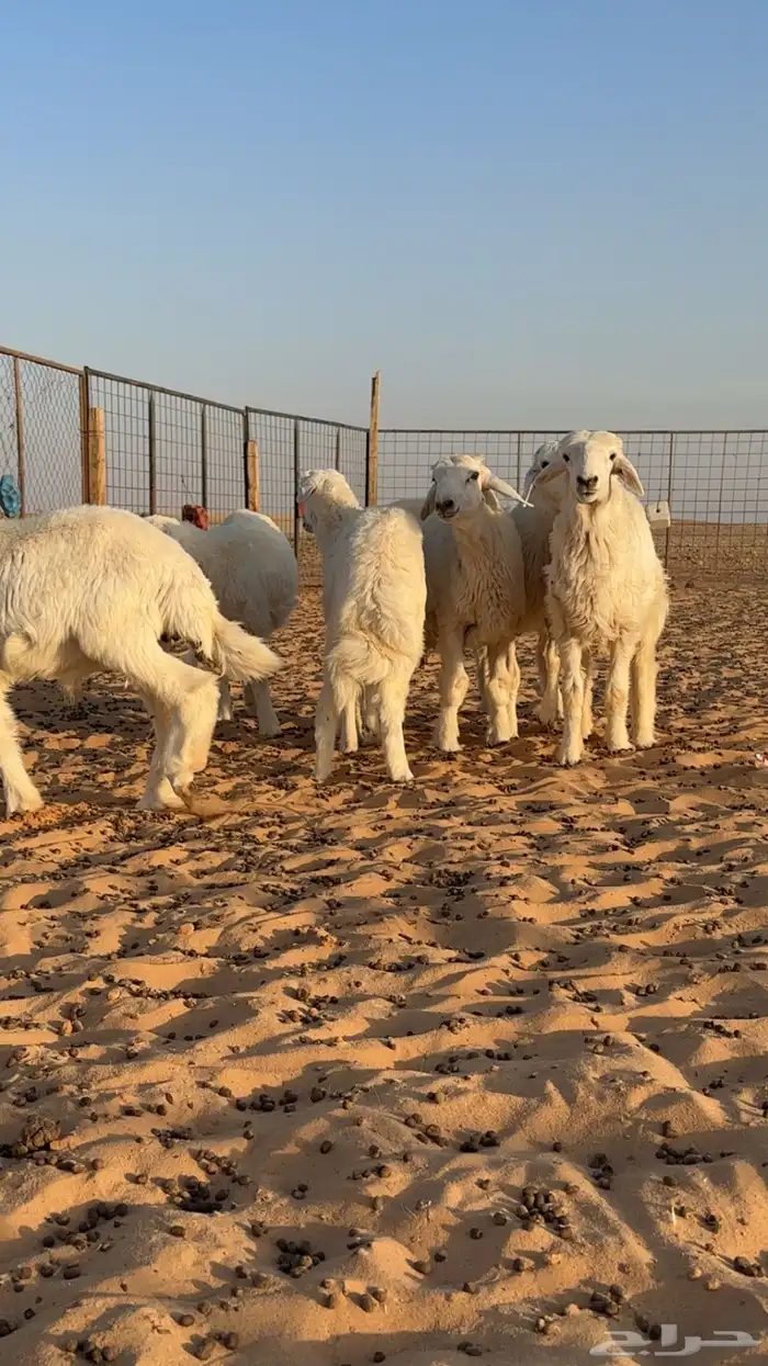 بهم حري للبيع 2