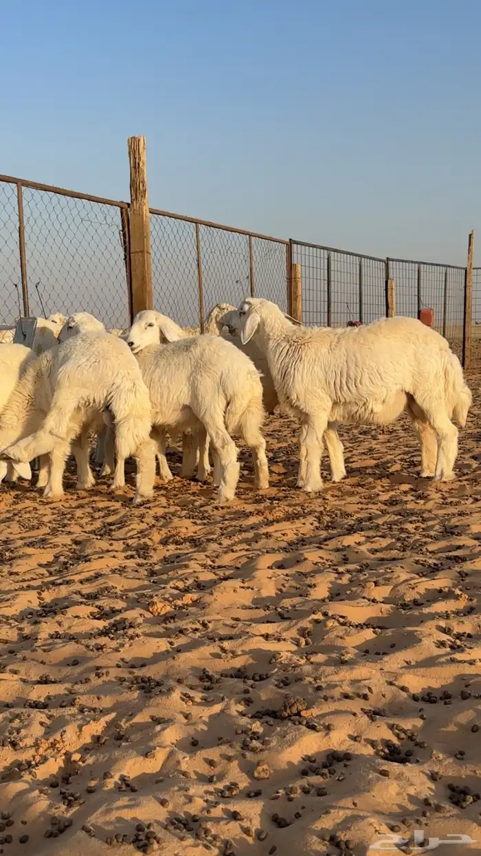 بهم حري للبيع 0