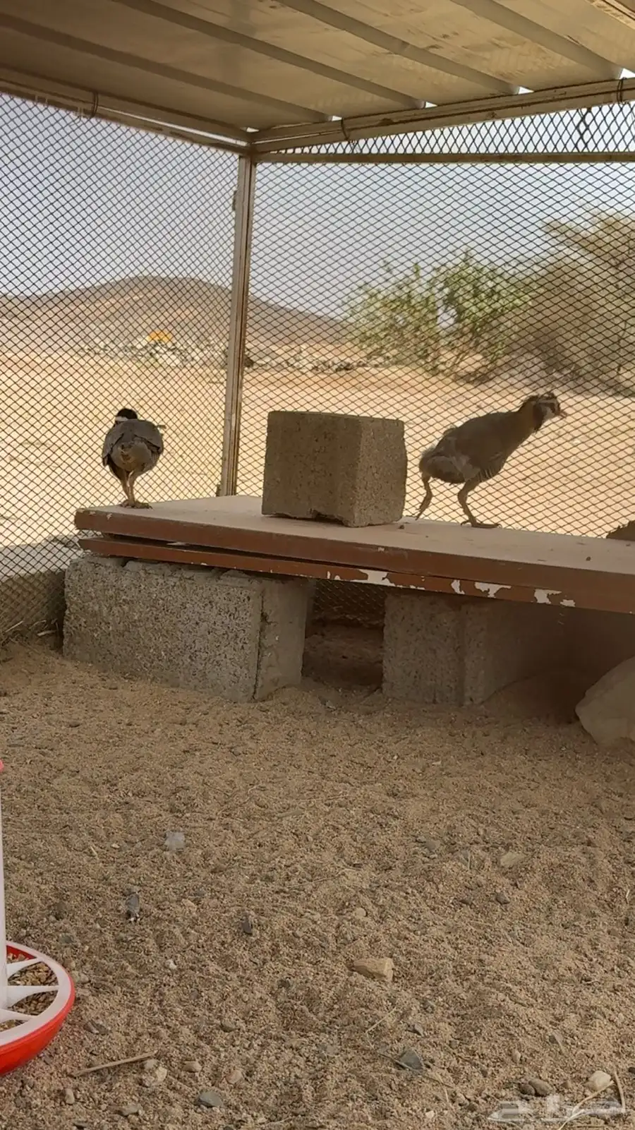 زوج قهبي بري 1