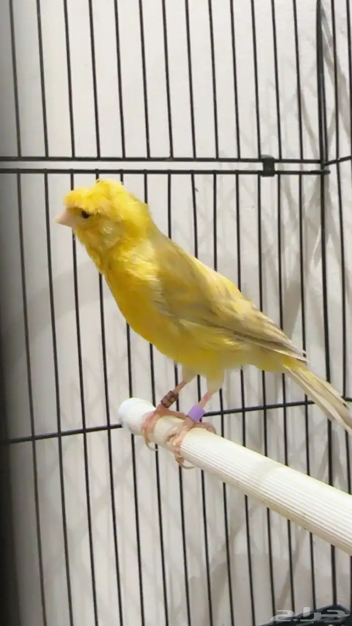 كناري مغرد نار 2