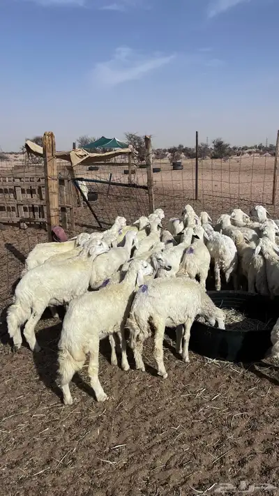 طليان ورخال تربيه مشروطه من العذاريب 0