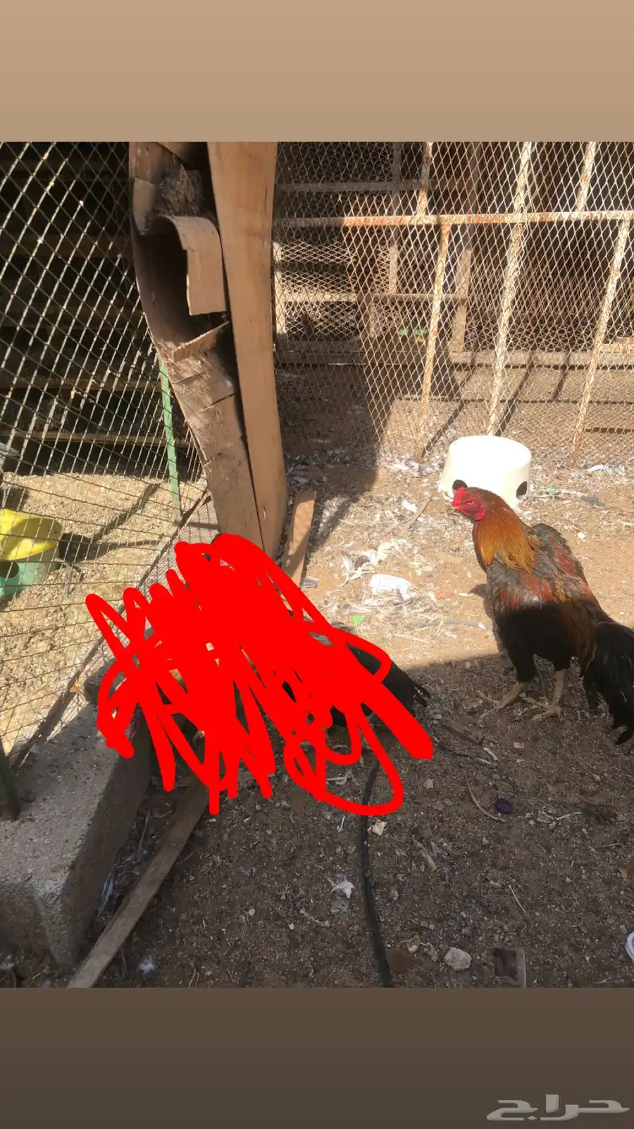 طقم دجاج بكستاني 8