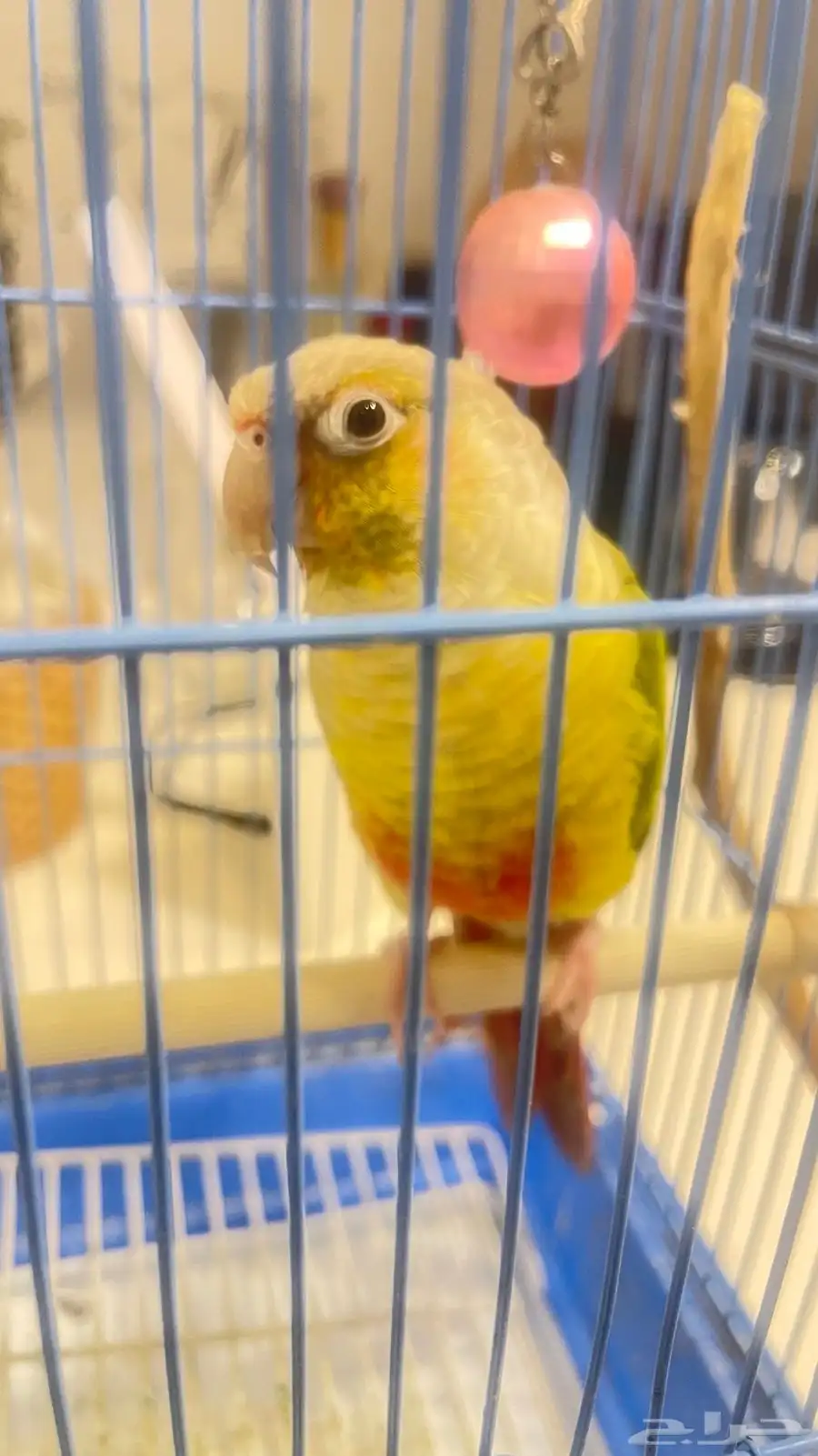 للبيع طير كنيور 3
